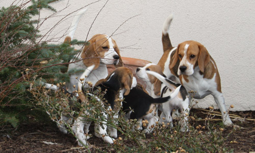 Hundefamilie mit Welpen in Barsinghausen